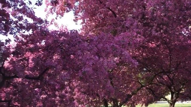 Цветущая алея. Славутич 2016 смотреть онлайн