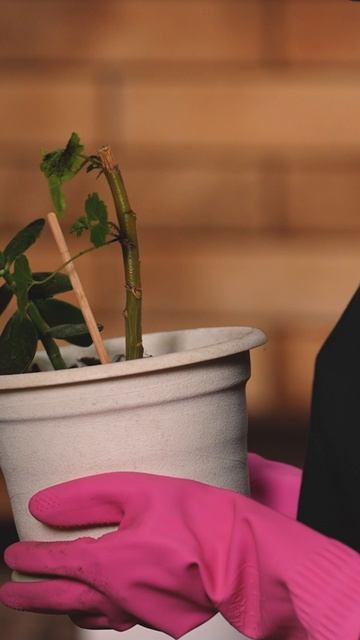 Как пересаживать цветы? смотреть онлайн