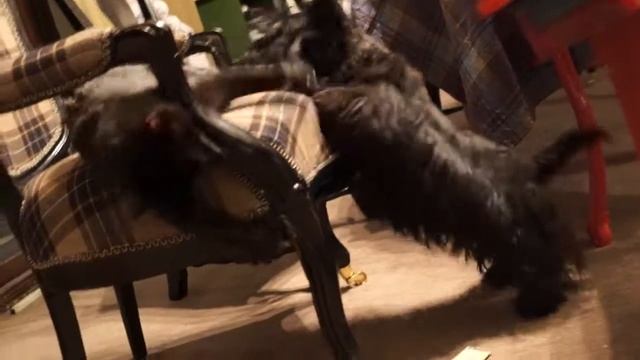 КОШКИ ПРОТИВ СОБАК