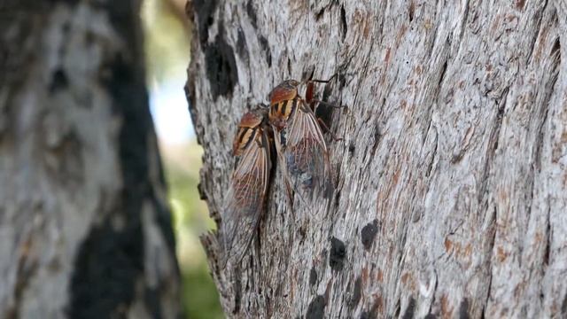 Cicada - wandering around смотреть онлайн