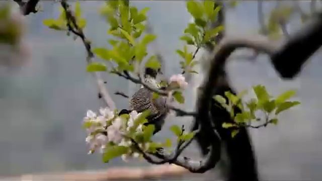 Apple Blossom India Shimla Jubbal смотреть онлайн