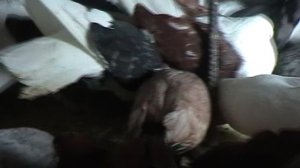 27.03.2025Г.Разговор о николаевских мастных голубях.