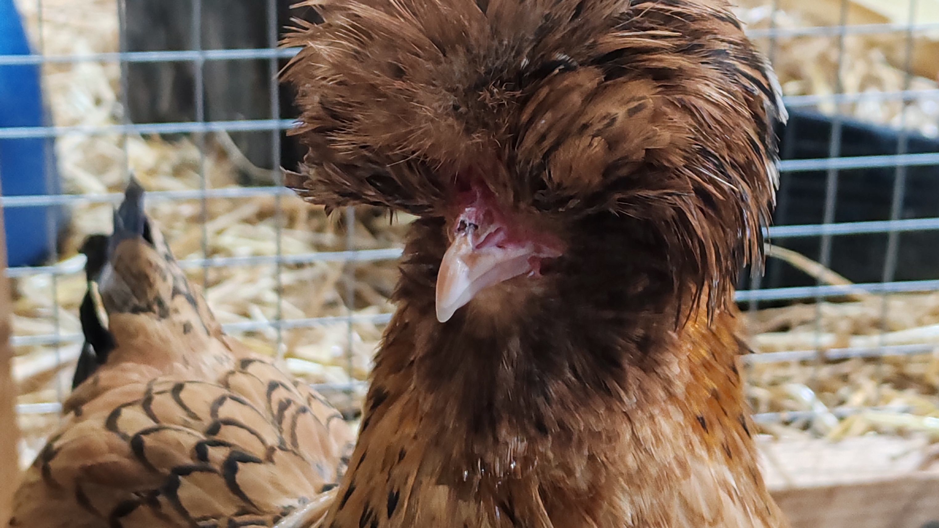 Падуанчики прибавление смотреть онлайн