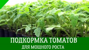 Вторая ПОДКОРМКА ТОМАТОВ ДЛЯ МОЩНОГО РОСТА. Чем подкормить рассаду, чтобы была крепкая и мощная.