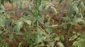 Выращивание томатов в парнике  Секреты урожаев