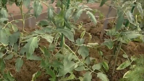 Выращивание томатов в парнике Секреты урожаев