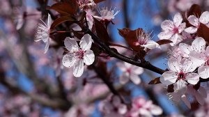 🌷 ПРОБУЖДЕНИЕ ВЕСНЫ - МУЗЫКА ДЛЯ ДУШИ ДАРУЮЩАЯ НАСТОЯЩУЮ БЕЗМЯТЕЖНОСТЬ 🎵 РЕЛАКС МУЗЫКА ДЛЯ СНА