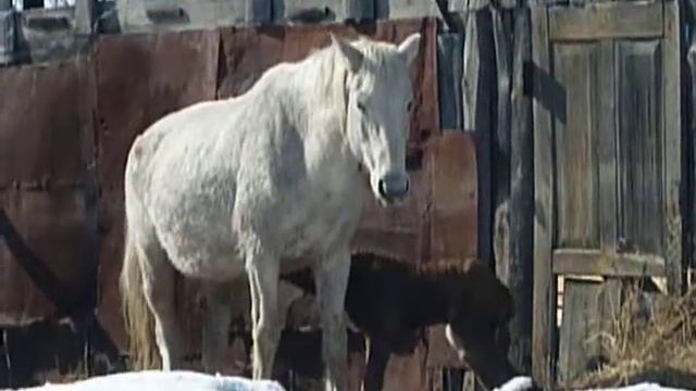 Самба жеребёнок на снегу