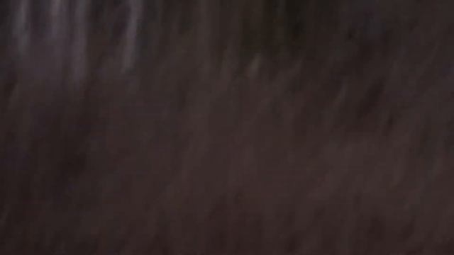 Вечерняя тяга вальдшнепа 1.05.17 смотреть онлайн