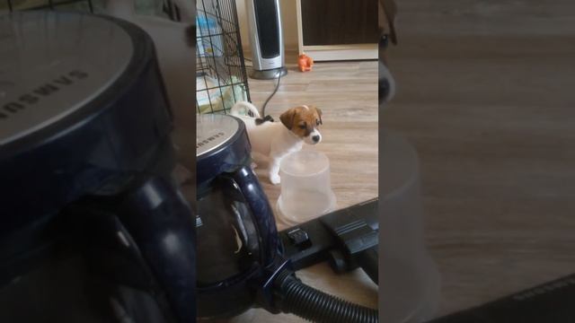 Джек рассел терьер смотреть онлайн