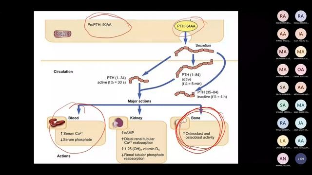 Calcium Homeostasis and bone growth смотреть онлайн