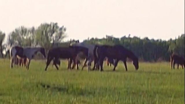 НОВЕНЬКИЙ В ТАБУНЕ (материнский инстинкт)