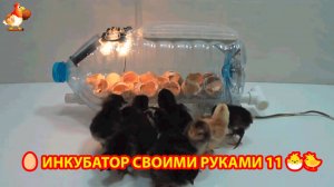 Инкубатор своими руками из подручных материалов и результат инкубации🥚🐣🐤 вариант (11)