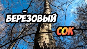 Берёзовый сок - польза, как и когда добывать?!