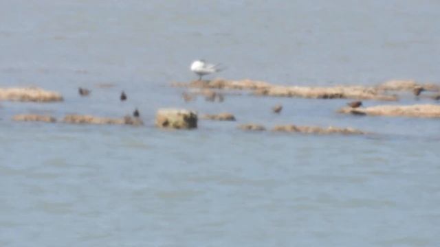 Gull-billed Tern , Sterna zampenere (Gelochelidon nilotica) смотреть онлайн