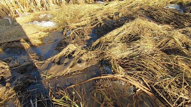 Необычная рыбалка. Ловля рыбы руками. смотреть онлайн