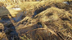 Необычная рыбалка. Ловля рыбы руками.