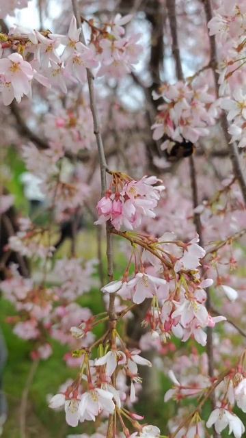 шмель на цветущей Сакуре в дендрарии Сочи #Сочи #дендрарий #сакура смотреть онлайн