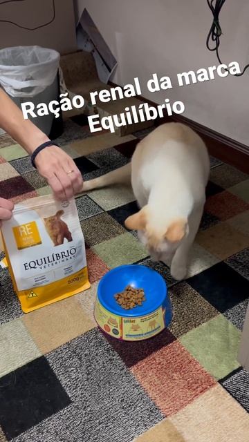 Testando ração renal para gatos da marca Equilíbrio #cat #gato #pet #petfood #equilibrioveterinary смотреть онлайн