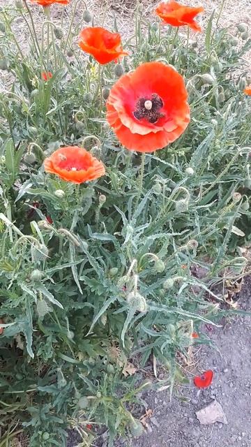 Bees and poppies in the morning. #poppies #bees #morning #abeilles #api #matin #mattina #пчелы #мак смотреть онлайн
