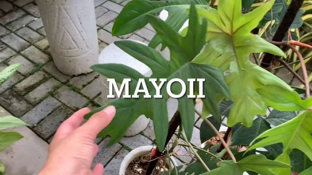 Philodendron varieties 🪴 care tips ✅ #plants #philodendron #houseplants #garden смотреть онлайн