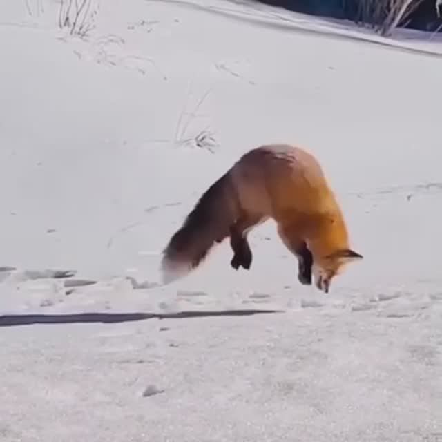 Хоба )) смотреть онлайн