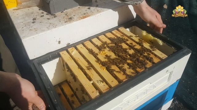 Ревизия семей доноров. 27.03.2025