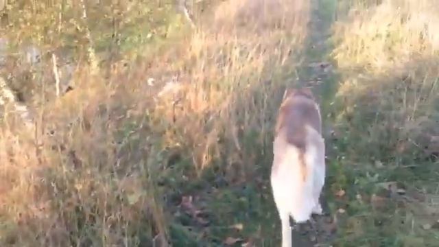 Хаски и утки смотреть онлайн