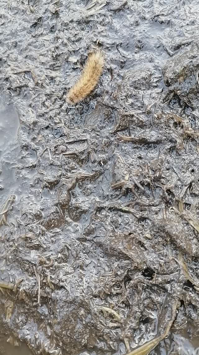 Какая это гусеница 🐛