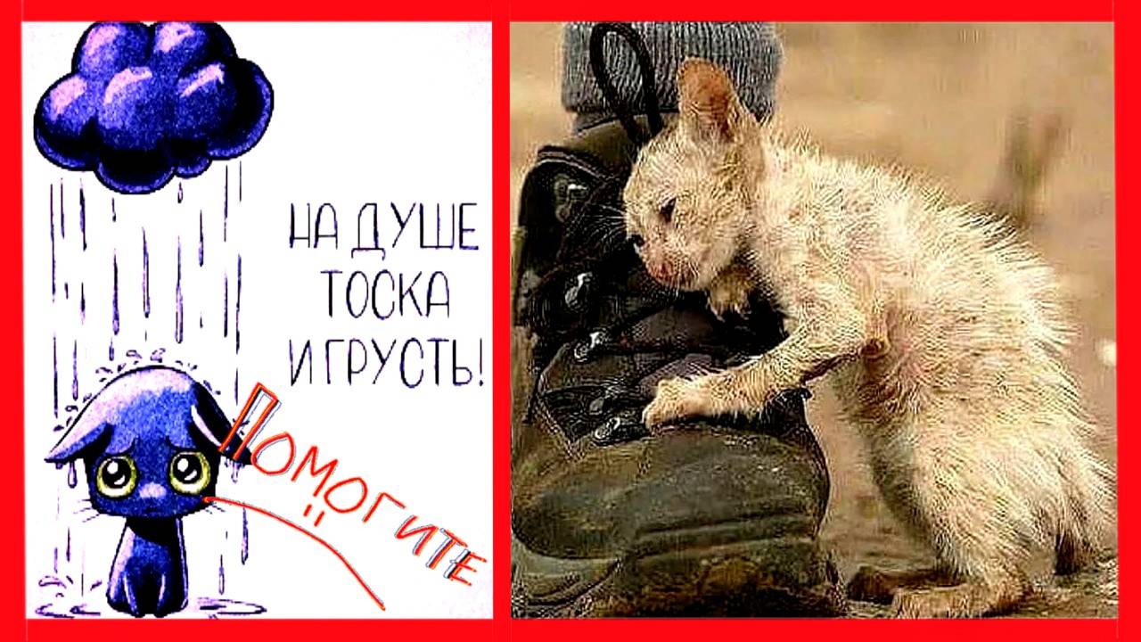 НЕ ГОНИТЕ МЕНЯ... ПОМОГИТЕ МНЕ! Спасение Бездомной Кошечки по имени Зайра