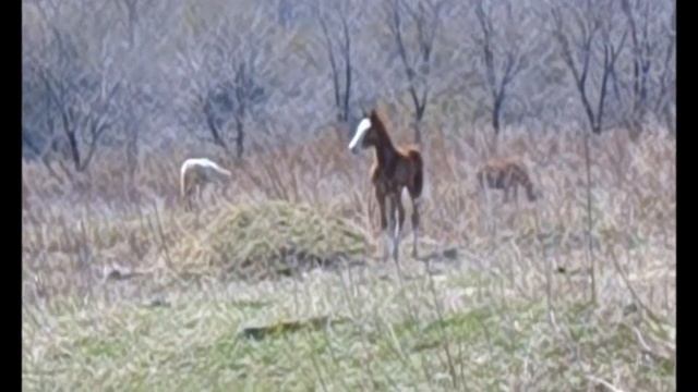 ЛОШАДКА ПОТЕРЯШКА. Роковая Звезда.