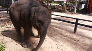 Самуи. Слонята завтракают