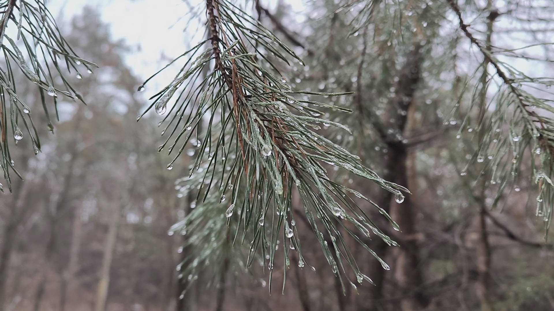 Красивые капли воды на ёлочке смотреть онлайн