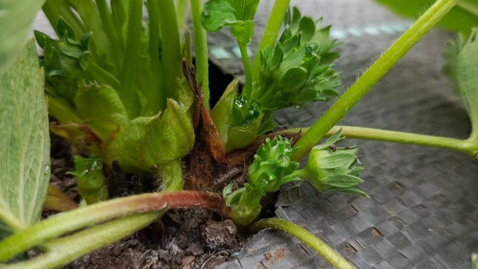 КАК СПАСТИ КЛУБНИКУ ОТ ПРИКОРНЕВОЙ ГНИЛИ? Пошаговая обработка: перекись, фунгициды, агротехника смотреть онлайн