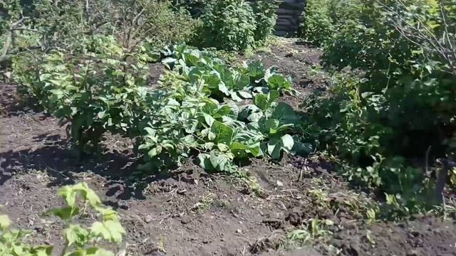 12 июля 2021 г.понедельник в деревне,день тяжелый.Благодарю Вас за просмотры. смотреть онлайн