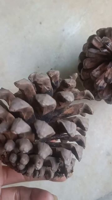 DIFFERENCE BETWEEN MALE & FEMALE PINUS CONE ##pinus cone смотреть онлайн