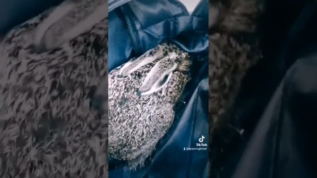 Спас дикого зайца. смотреть онлайн