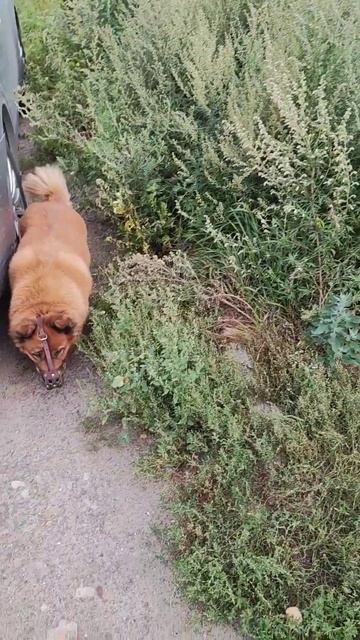 бежит красотка хитропопая смотреть онлайн