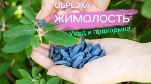 ЖИМОЛОСТЬ. ВЕСЕННЯЯ ПОДКОРМКА ЖИМОЛОСТИ. ВЕСЕННЯЯ ОБРЕЗКА ЖИМОЛОСТИ.