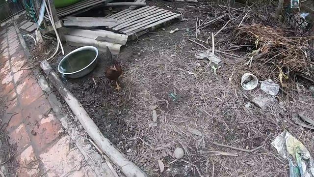 Chickens review Sandbox smart coffee bean roaster with phone app control from $736 смотреть онлайн