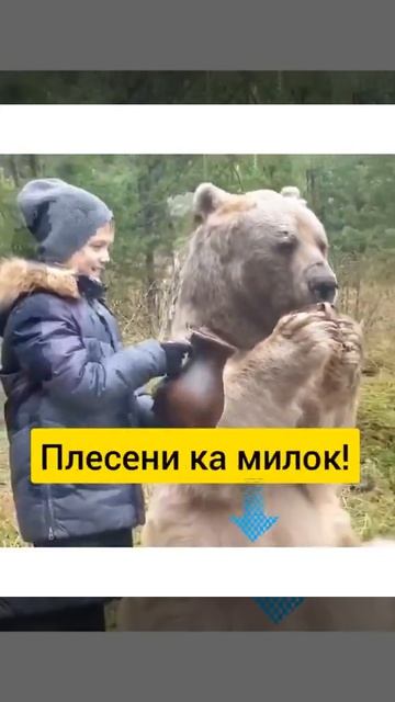 Медвежий день! А что! Есть такой!!! #shorts #ку #animals #медведи смотреть онлайн
