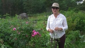 Как сделать свой участок красивым методом пермакультуры