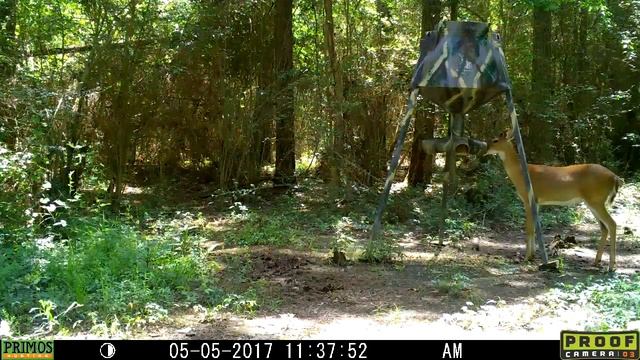 Primos Proof 03 Gen 2 video with sound 2 смотреть онлайн