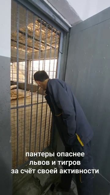 Пантеры в Ташкентском зоопарке смотреть онлайн