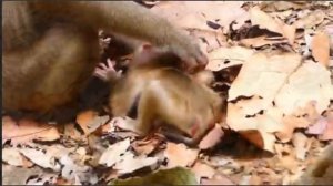 Крутой нрав и перепады настроения макаки Либби сказались на всем ее потомстве   1000042429.mp4