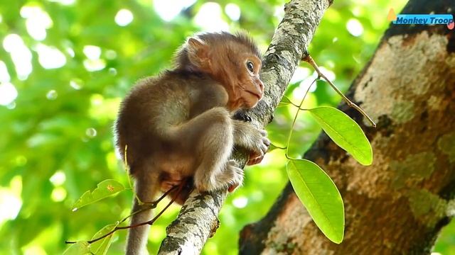 Lovable Millie Baby Holding Small Branch of Tree Calling Harder for Emila Giving Her of Milk смотреть онлайн