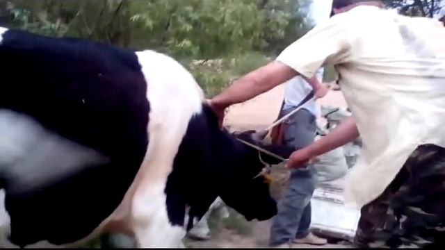 Бык Борис - отлов и погрузка )