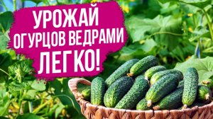 УРОЖАЙ ОГУРЦОВ ВЕДРАМИ! Все о посеве семян огурца и выращивании рассады.