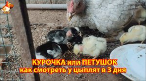 Как проверить цыплят Курочка или Петушок у 3- дневных пушистиков 🐥🐤🐥