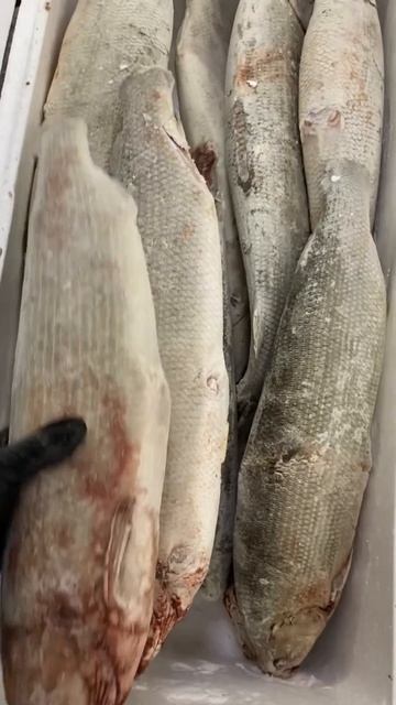 Первый подлёдный Якутский ЧИР только что прилетел к нам на строганину👍 #азбукасевера #чир